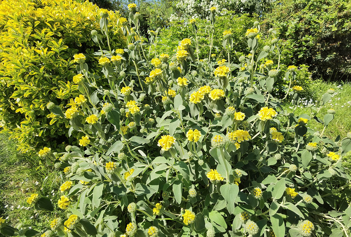 Phlomis fruticosa photo